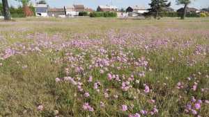 Retour sur : La requalification du parc Péru à Auby