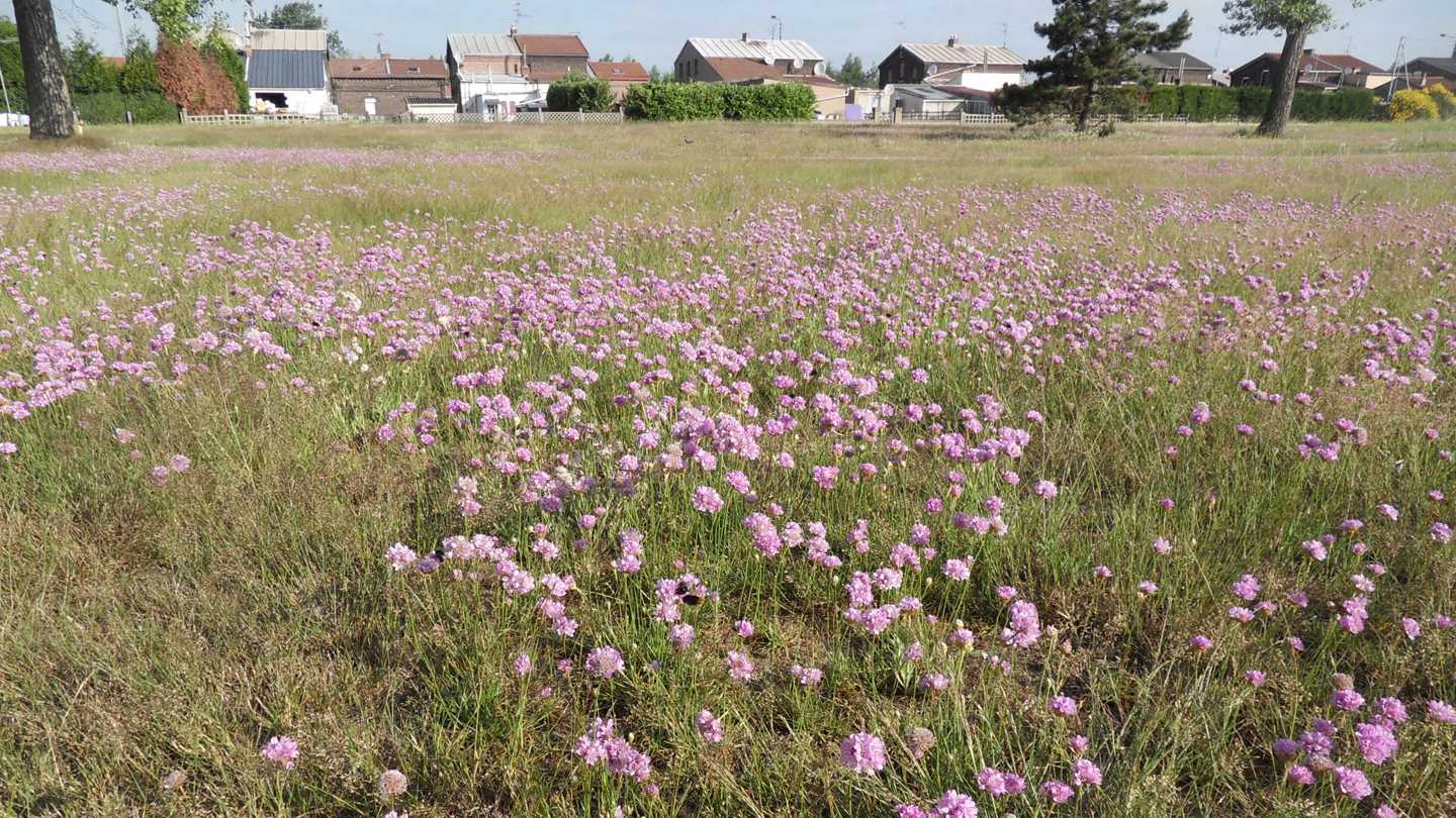 Retour sur : La requalification du parc Péru à Auby